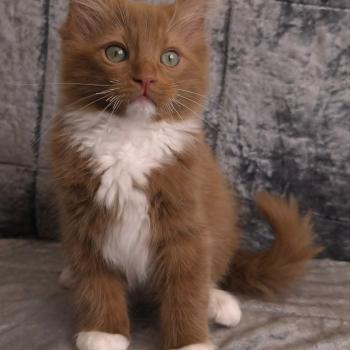 chat Cherubim cinnamon mitted Nox Trycoline’s