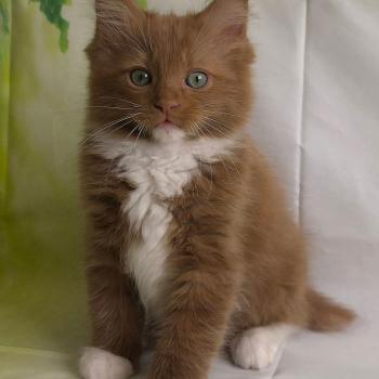 chat Cherubim cinnamon mitted Nox Trycoline’s