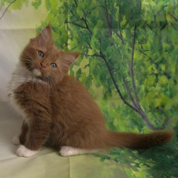chat Cherubim cinnamon mitted Nox Trycoline’s