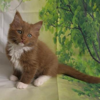chat Cherubim cinnamon mitted Nox Trycoline’s