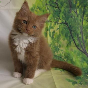 chat Cherubim cinnamon mitted Nox Trycoline’s