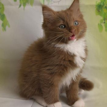 chat Cherubim cinnamon mitted Nox Trycoline’s