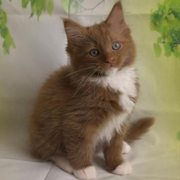 chat Cherubim cinnamon mitted Nox Trycoline’s