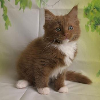 chat Cherubim cinnamon mitted Nox Trycoline’s