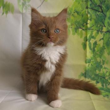 chat Cherubim cinnamon mitted Nox Trycoline’s
