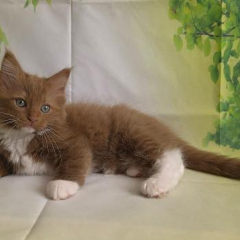 chat Cherubim cinnamon mitted Nox Trycoline’s