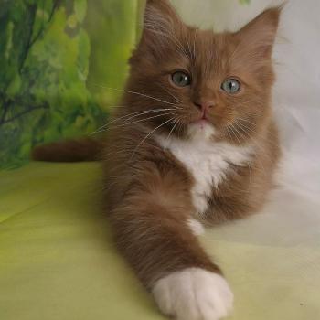 chat Cherubim cinnamon mitted Nox Trycoline’s