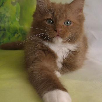 chat Cherubim cinnamon mitted Nox Trycoline’s