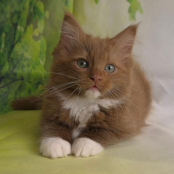 chat Cherubim cinnamon mitted Nox Trycoline’s