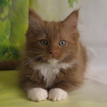 chat Cherubim cinnamon mitted Nox Trycoline’s