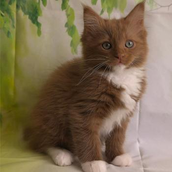 chat Cherubim cinnamon mitted Nox Trycoline’s