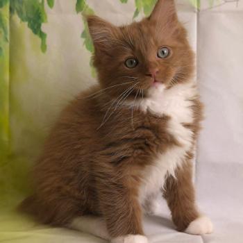 chat Cherubim cinnamon mitted Nox Trycoline’s