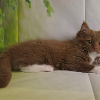 chat Cherubim cinnamon mitted Nox Trycoline’s