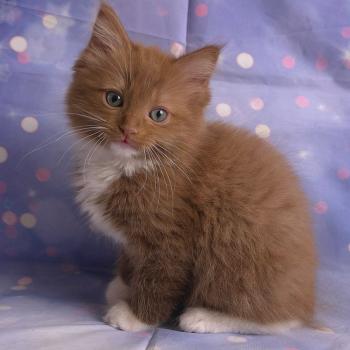 chat Cherubim cinnamon mitted Nox Trycoline’s