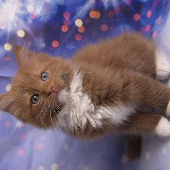 chat Cherubim cinnamon mitted Nox Trycoline’s