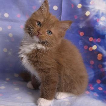 chat Cherubim cinnamon mitted Nox Trycoline’s