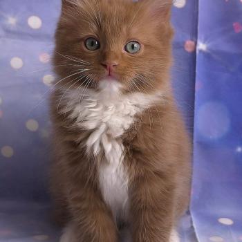 chat Cherubim cinnamon mitted Nox Trycoline’s