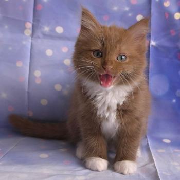 chat Cherubim cinnamon mitted Nox Trycoline’s