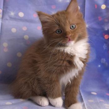 chat Cherubim cinnamon mitted Nox Trycoline’s
