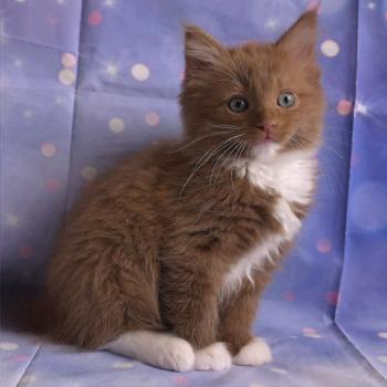 chat Cherubim cinnamon mitted Nox Trycoline’s