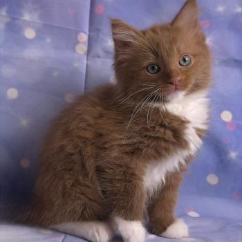 chat Cherubim cinnamon mitted Nox Trycoline’s