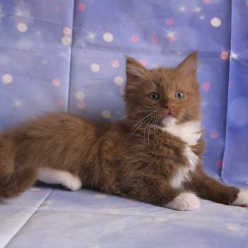 chat Cherubim cinnamon mitted Nox Trycoline’s