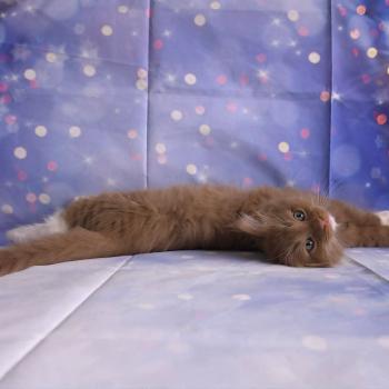 chat Cherubim cinnamon mitted Nox Trycoline’s
