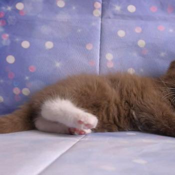 chat Cherubim cinnamon mitted Nox Trycoline’s