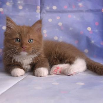 chat Cherubim cinnamon mitted Nox Trycoline’s
