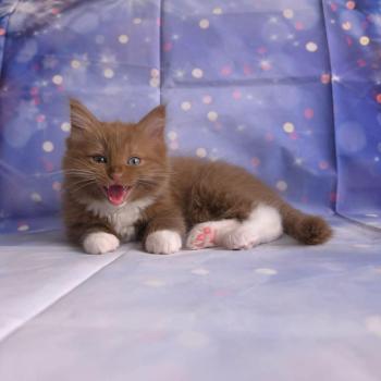 chat Cherubim cinnamon mitted Nox Trycoline’s