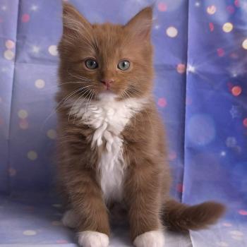 chat Cherubim cinnamon mitted Nox Trycoline’s