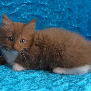 chat Cherubim cinnamon mitted Nox Trycoline’s