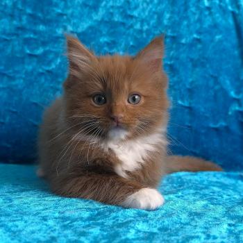 chat Cherubim cinnamon mitted Nox Trycoline’s