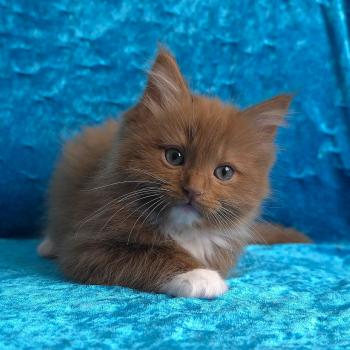 chat Cherubim cinnamon mitted Nox Trycoline’s