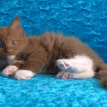 chat Cherubim cinnamon mitted Nox Trycoline’s