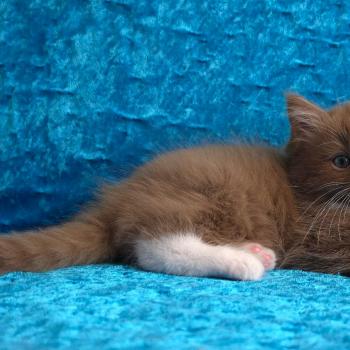 chat Cherubim cinnamon mitted Nox Trycoline’s