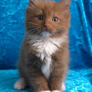 chat Cherubim cinnamon mitted Nox Trycoline’s