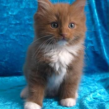 chat Cherubim cinnamon mitted Nox Trycoline’s