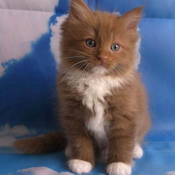 chat Cherubim cinnamon mitted Nox Trycoline’s
