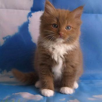 chat Cherubim cinnamon mitted Nox Trycoline’s