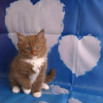 chat Cherubim cinnamon mitted Nox Trycoline’s