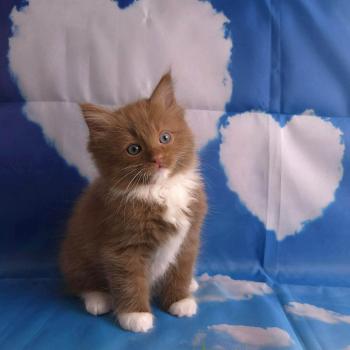 chat Cherubim cinnamon mitted Nox Trycoline’s