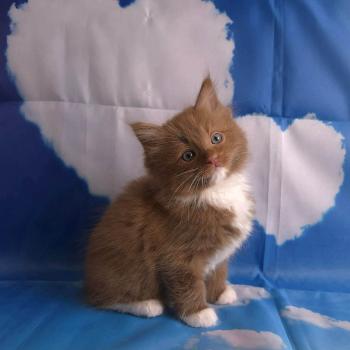 chat Cherubim cinnamon mitted Nox Trycoline’s