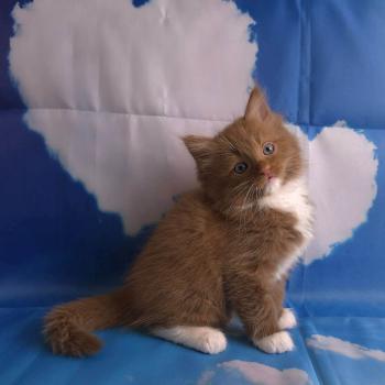 chat Cherubim cinnamon mitted Nox Trycoline’s