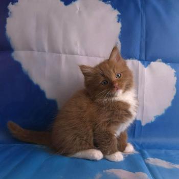 chat Cherubim cinnamon mitted Nox Trycoline’s