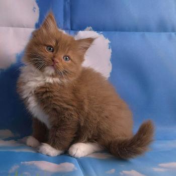 chat Cherubim cinnamon mitted Nox Trycoline’s