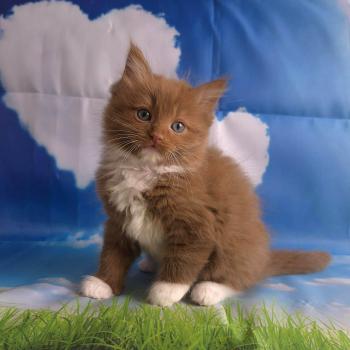 chat Cherubim cinnamon mitted Nox Trycoline’s
