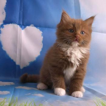 chat Cherubim cinnamon mitted Nox Trycoline’s