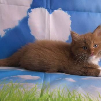 chat Cherubim cinnamon mitted Nox Trycoline’s