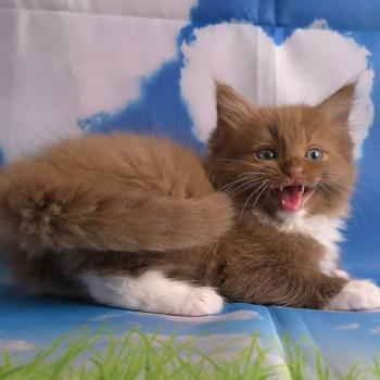 chat Cherubim cinnamon mitted Nox Trycoline’s